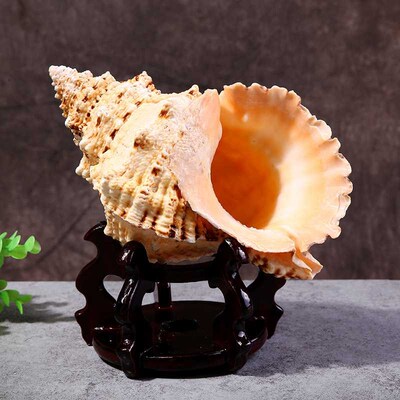 Manufacturers direct sales of natural seashells large frog