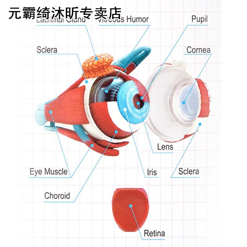 4D Anatomical Human Eyes Model Anatomy Medical Science Eye B