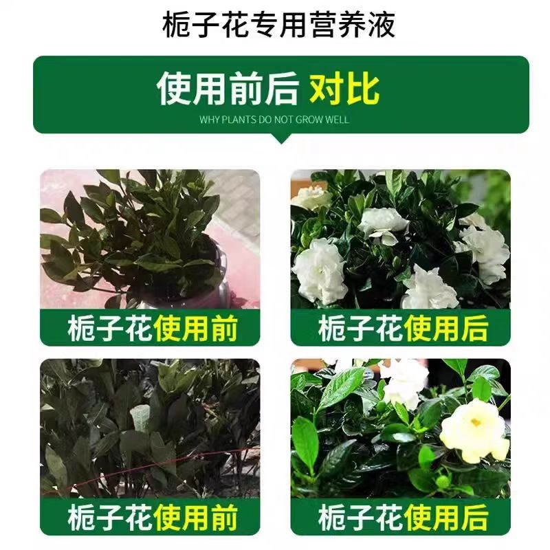栀子花营养液防黄叶干尖焦边枯萎掉花苞黑斑枯叶病喜酸性开花肥料