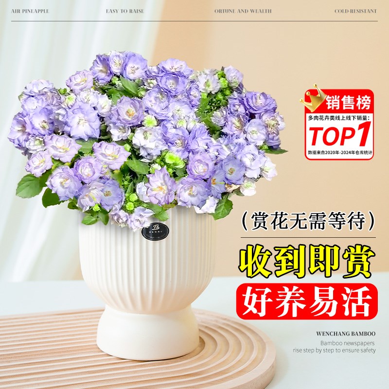 丹麦风铃花盆栽带花苞室内花卉绿植四季开花办公室桌面鲜花小盆景