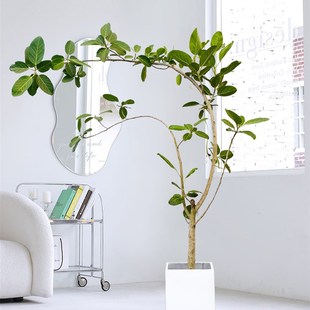 造型高山榕大型盆栽造型孟加拉榕室内绿植净化空气客厅办公室植物