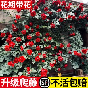 蔷薇花苗藤本月季特大树花庭院爬藤植物花卉盆栽阳台玫瑰四季开花
