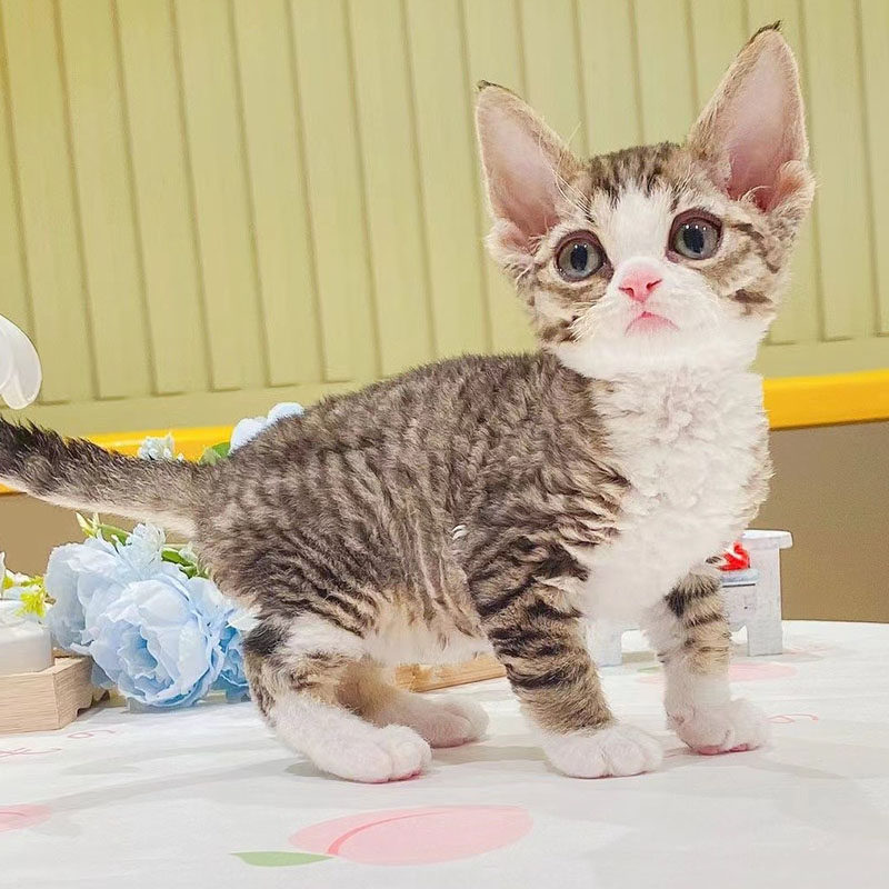 德文卷毛猫活物纯种赛级血统黑白开脸虎斑蓝眼家养不掉毛宠物猫咪