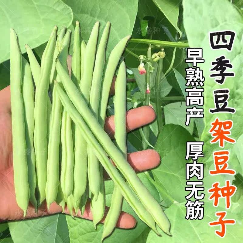 四季豆种子东北虹豆角菜豆芸豆紫豇豆种籽春季阳台蔬菜种孑大全子