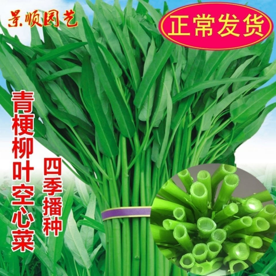 春夏季尖叶空心菜蔬菜种子柳叶空心菜种籽四季播阳台农家田园