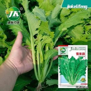 雪里红菜种子雪菜种九头鸟腌菜种子金丝芥菜咸菜四季小叶雪里蕻种