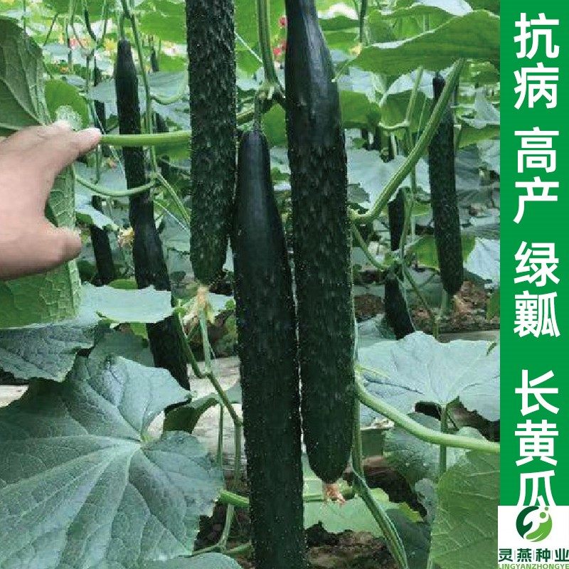 聿研四号刺黄瓜种子春秋播蔬菜水果黄瓜种籽庭院阳台盆栽黄瓜苗籽