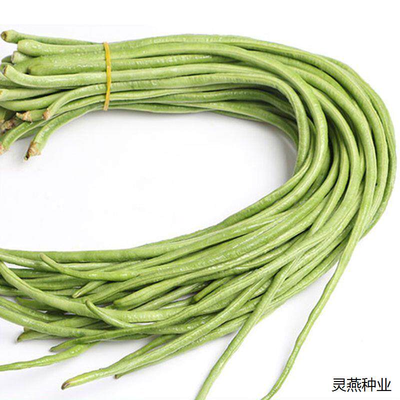 干枝梅摘不败高产豇豆种子绿条特长豆角春播架豆蔬菜四季春夏种籽