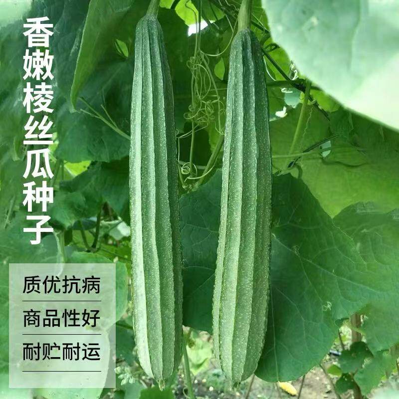 棱角大肉丝瓜种子八角水瓜阳台菜园盆栽庭院蔬菜种子四季秋季