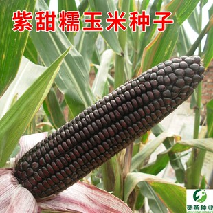 国审紫黑糯玉米种子珍珠糯8号非转基因香甜粘苞谷种籽农家田园孑