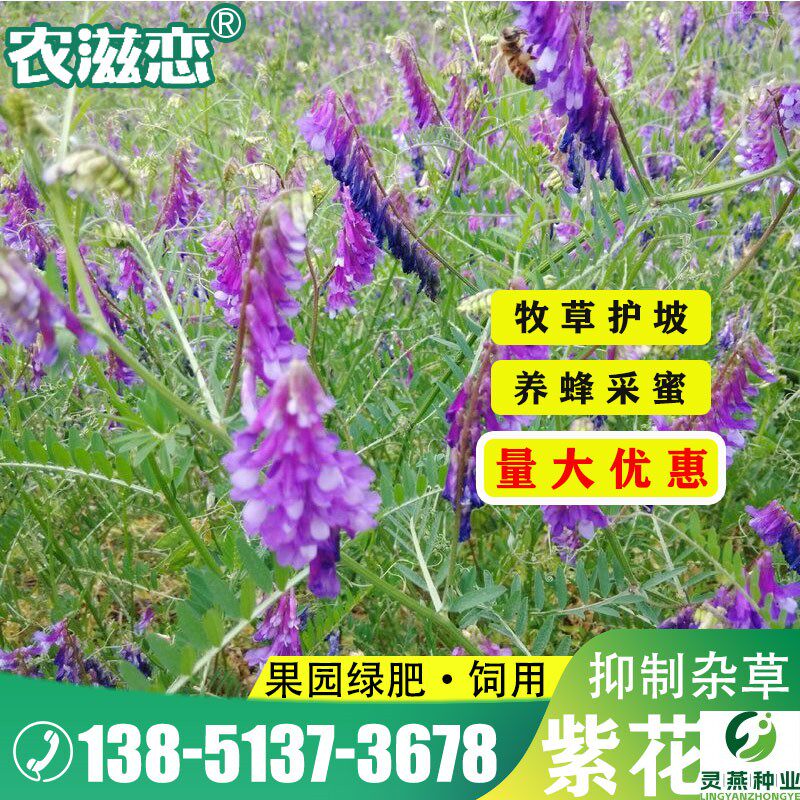 光叶紫花苕种子果园绿肥种子毛苕子长柔毛野豌豆牧草种子养蜂蜜源