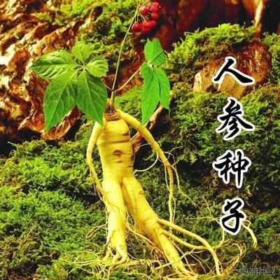 人参种子东北长白山野山参林籽四季播种阳台盆栽多年生药材蔬菜籽