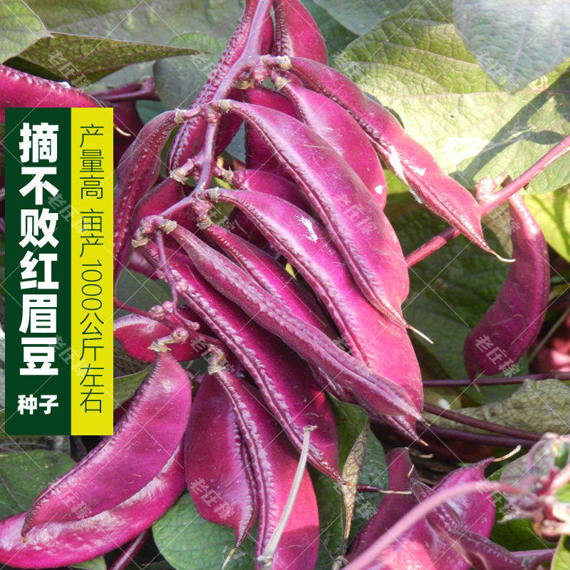 红边绿眉豆猪耳朵豆角扁豆紫眉豆种子春夏季秋季蔬菜种子菜园阳台