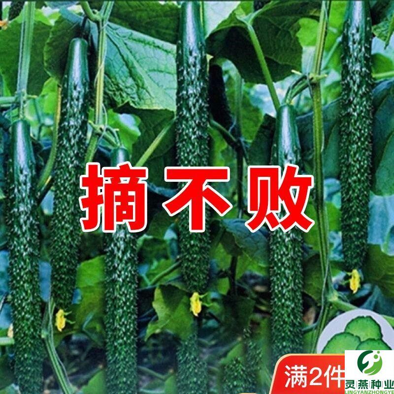 津研四号黄瓜种子绿皮绿瓤甜脆嫩绿黄瓜节节有瓜绿刺黄瓜蔬菜种子