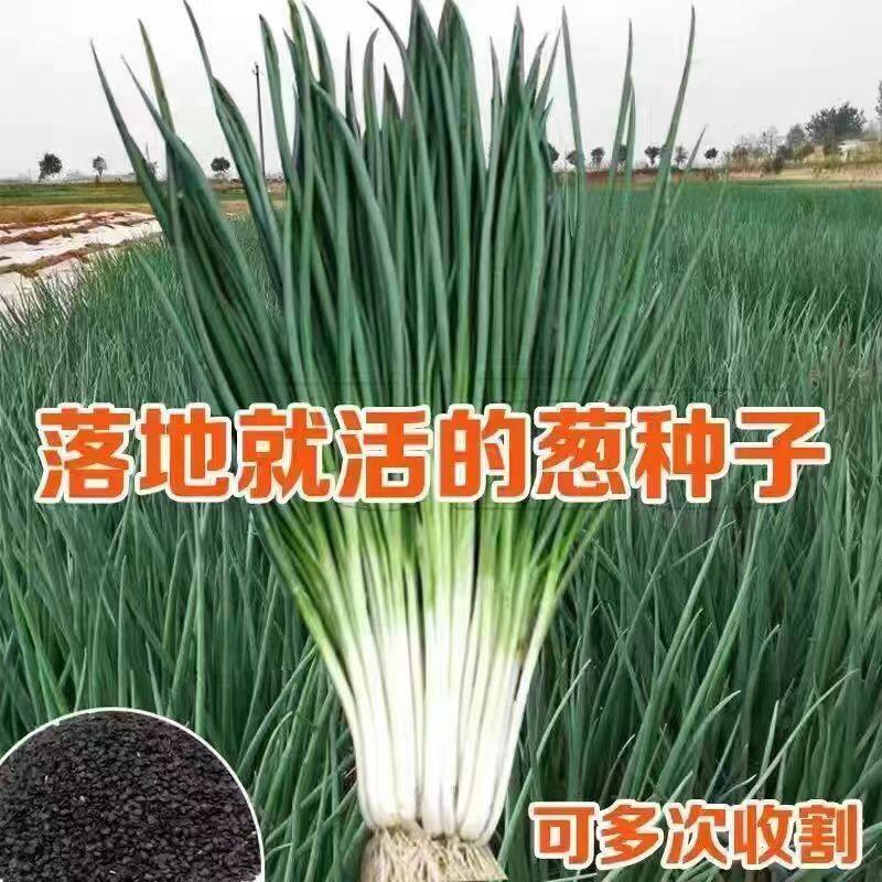 四季小香葱种子易种速生阳台盆栽小葱菜籽田园高产蔬菜香葱籽