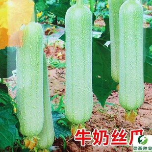 香玉白丝瓜种子油亮白色肉丝瓜种籽短棒形口感好四季高产蔬菜包邮