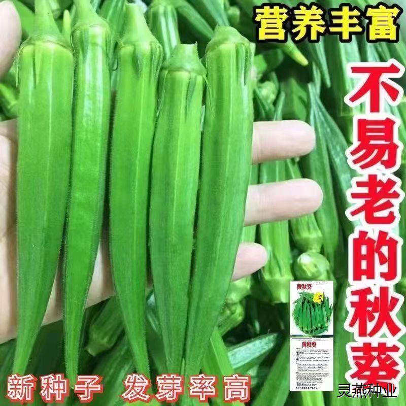 黄秋葵蔬菜种子红秋葵种籽春秋播种高产耐热耐旱阳台盆栽大田种孑