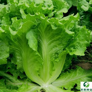 生菜种子玻璃生菜籽耐热耐寒春秋四季播大田农家阳台盆栽蔬菜种孑