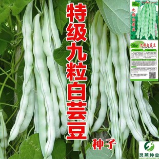 超级九粒白芸豆种子白不老豆角种子四季菜种子老来少豆籽早熟高产