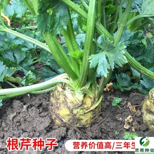 根芹种子根球型芹菜蔬菜种籽苗四季播大田阳台盆栽耐寒根洋芹高产