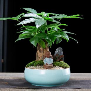 绿植好养易活客厅办公室花卉乔迁新居盆景 发财树盆栽植物室内四季