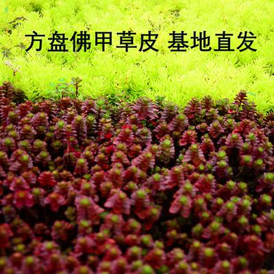 佛甲草草皮欧石竹中华景天日本矮麦冬 草皮耐寒耐热低矮地被植物