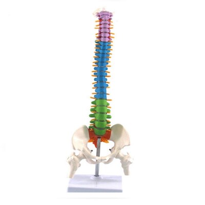 45Cm with Pelvic Human Anatomical Anatomy Spine Spinal Colum