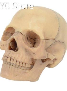 4D Disassembled Skull Anatomical Model Detachable Teaching T