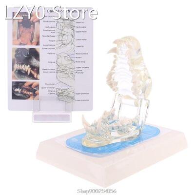 Transparent Dog Teeth Jaw Tooth Model Anatomical Teaching De