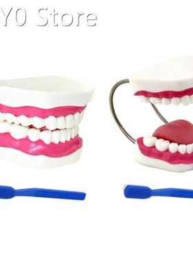 Widely Used Teeth Model Made by Professional Production Suit