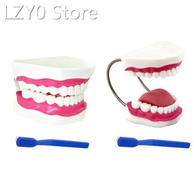 Widely Used Teeth Model Made by Professional Production Suit