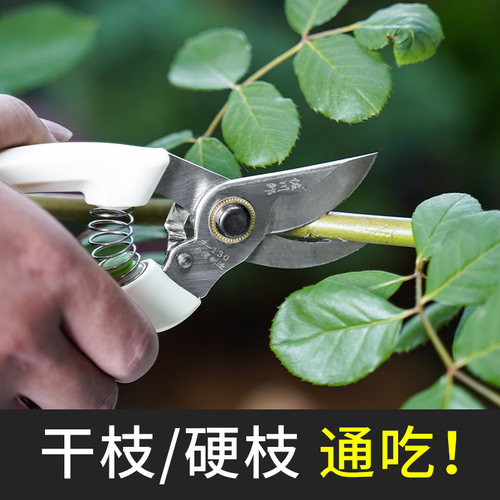 园艺剪枝剪刀修枝剪果树不锈钢