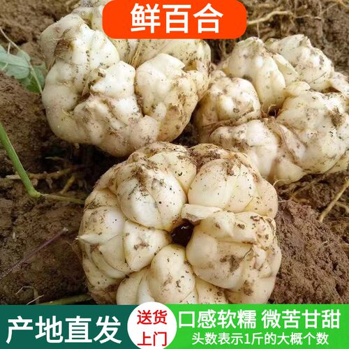 2026年宜兴当季新鲜百合土特产天然无农药食用微苦2斤3斤5斤包邮
