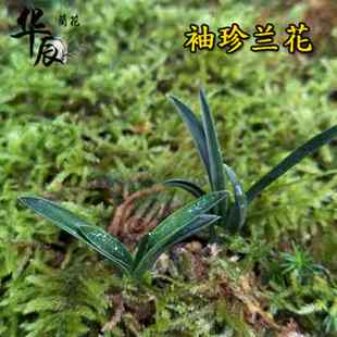 碧玉珍珠 矮种兰花 兰花苗 盆栽 春兰室内绿植兰花 花卉 夏带花苞