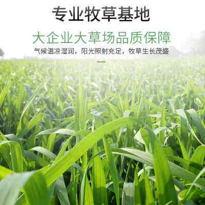 【全叶无杆】特级新小麦苗 宠物兔兔子龙猫荷兰猪豚鼠牧草烘干草