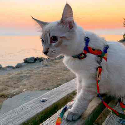 pidan猫咪牵引绳套装H型背带户外遛猫绳胸背防挣脱猫链子宠物用品