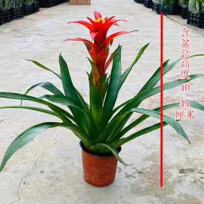鸿运当头盆栽植物室内大苗红色花卉红星凤梨带花四季开花客厅盆景