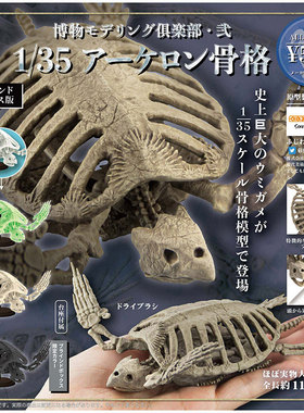 现货 日本正版 SO-TA  博物馆1/35仿真古海龟 动物骨骼 模型 扭蛋