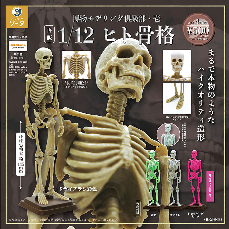 日本SO-TA人体骨骼1/12扭蛋摆件