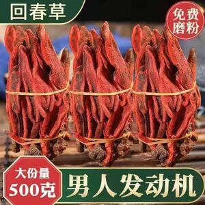 正宗新货云南回春草500g克官方正品店泡水泡酒非野生顶天柱中药材