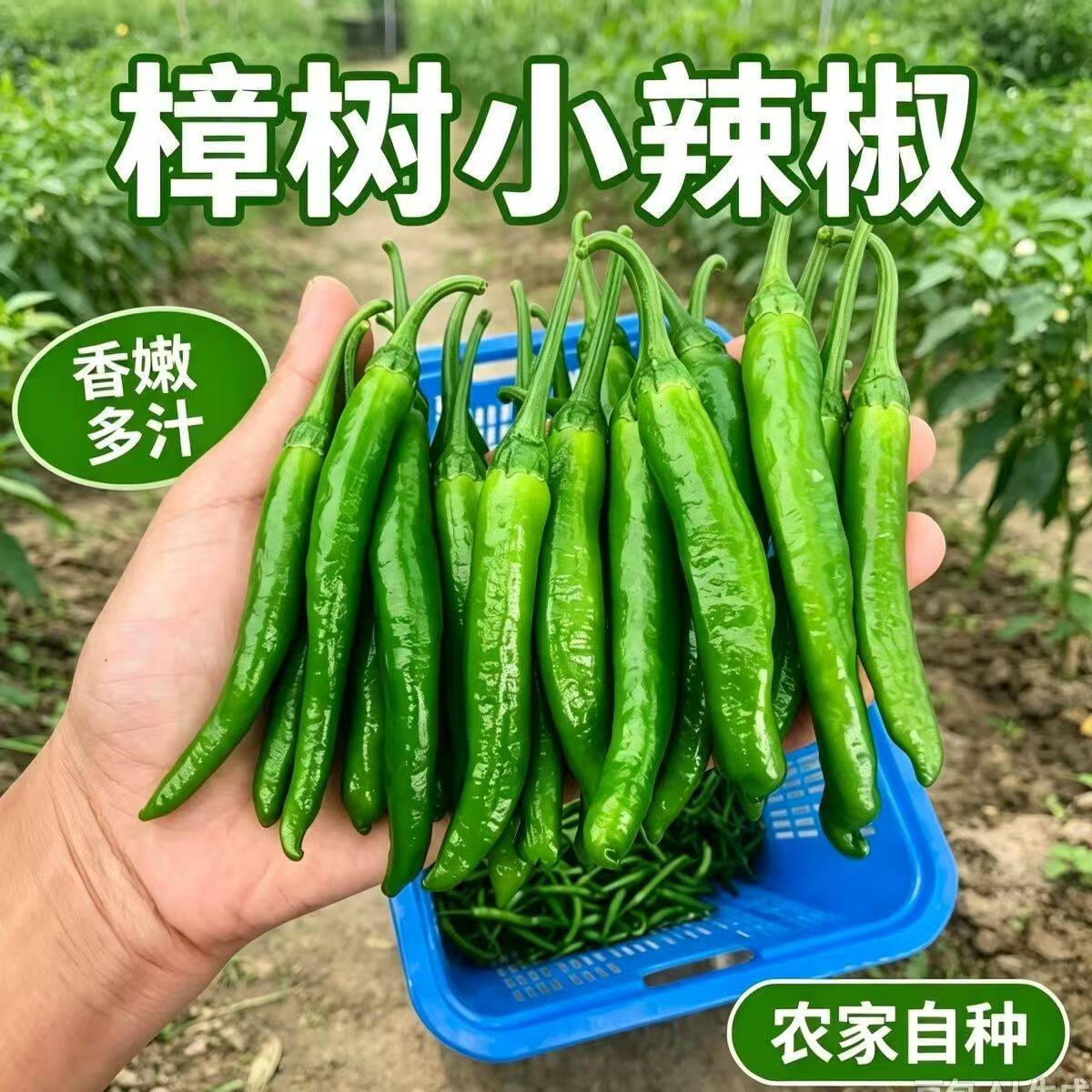 湖南正宗樟树港辣椒现摘新鲜时令