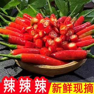 特辣小米椒新鲜批发红色辣椒广东现摘农家自种朝天椒特辣小米辣