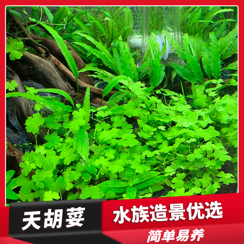 淡水鱼缸活体懒人入门造景坨草水下叶天湖前景草坪无需底沙有茎类