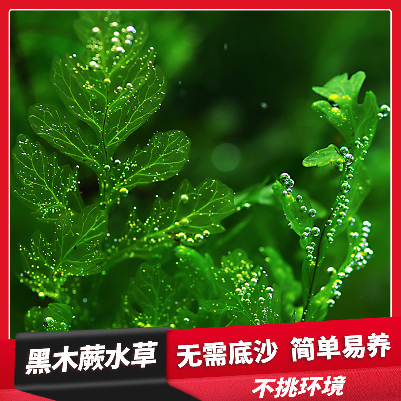 黑木蕨阴性水草鱼缸草缸水晶虾缸沉木造景植物布景活体自养水中叶