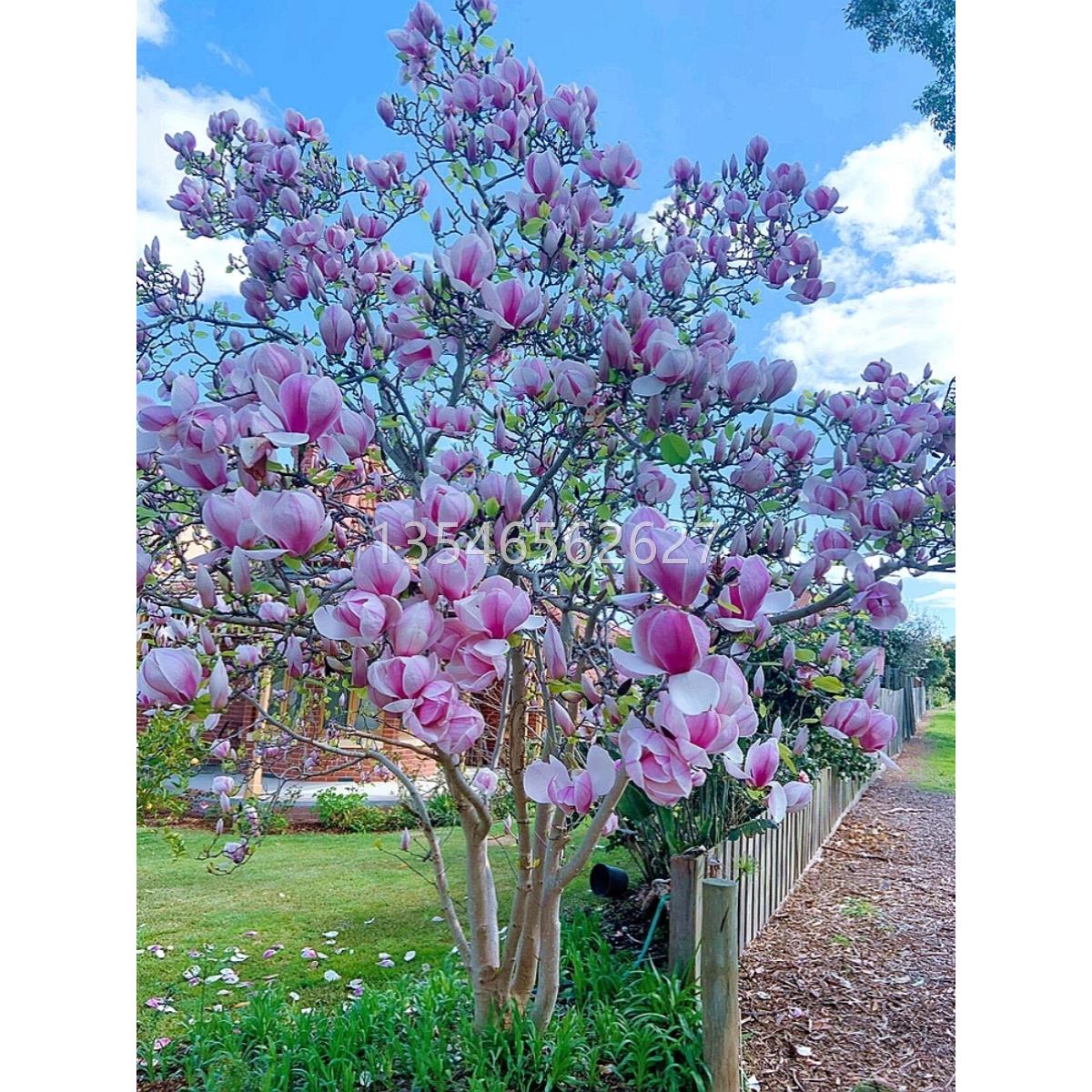 玉兰花树苗精品大树红白黄广玉兰苗盆栽花卉阳台庭院盆栽耐寒植物