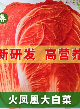 火凤凰大白菜种子红白菜籽高产高钙橘红色白菜农家大田易种植