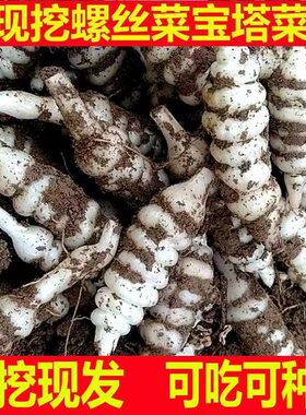 螺丝菜苗子新鲜带芽宝塔菜甘露子地环地牯牛幼苗带芽易活