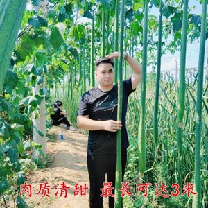 特长丝瓜庭院巨型高产易种