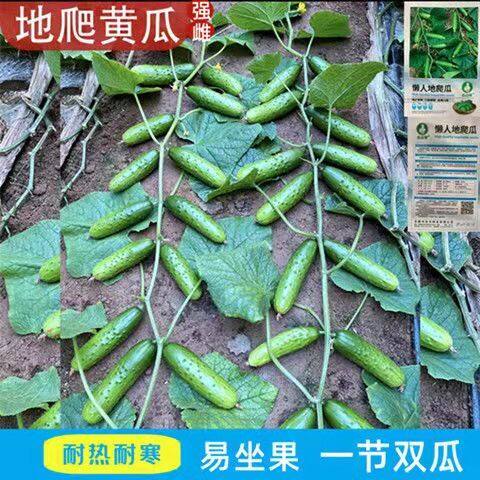 满地爬黄瓜种子水果黄瓜种孑苗盆栽不搭架四季蔬菜旱黄瓜种籽大全