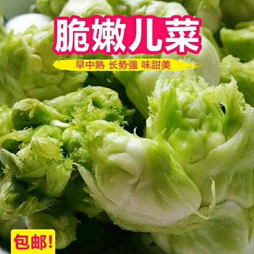 四川儿菜娃娃菜种子临江脆嫩儿菜